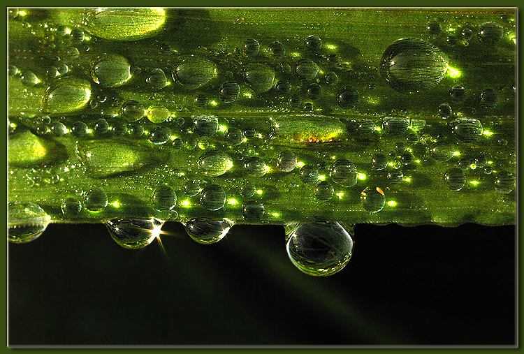  Dew 14