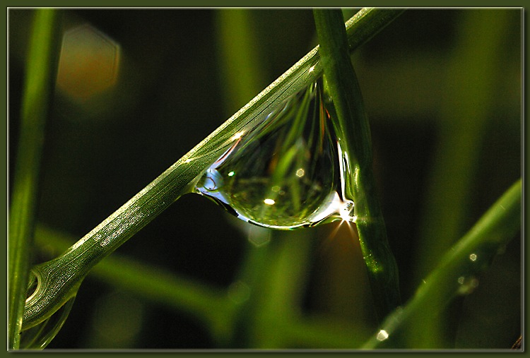  Dew 15