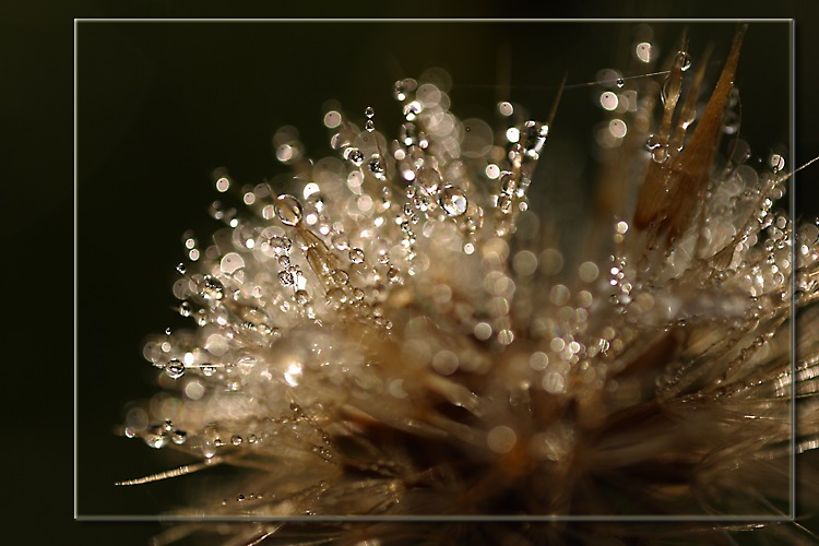  Dew 16