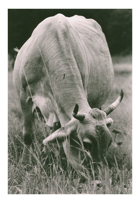  la vache misterieux