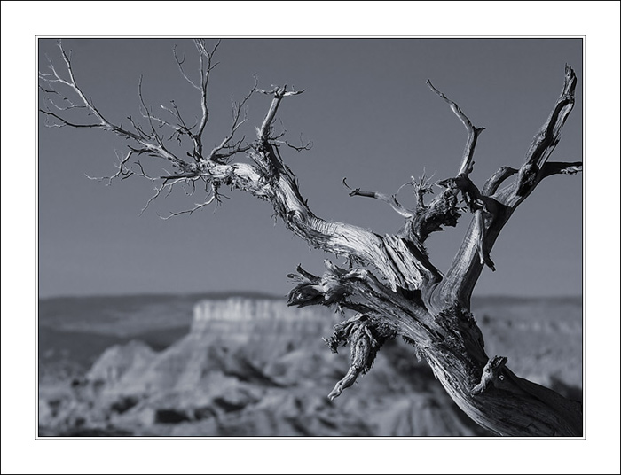  Just about tree...