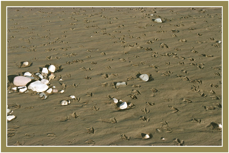  gulls beach