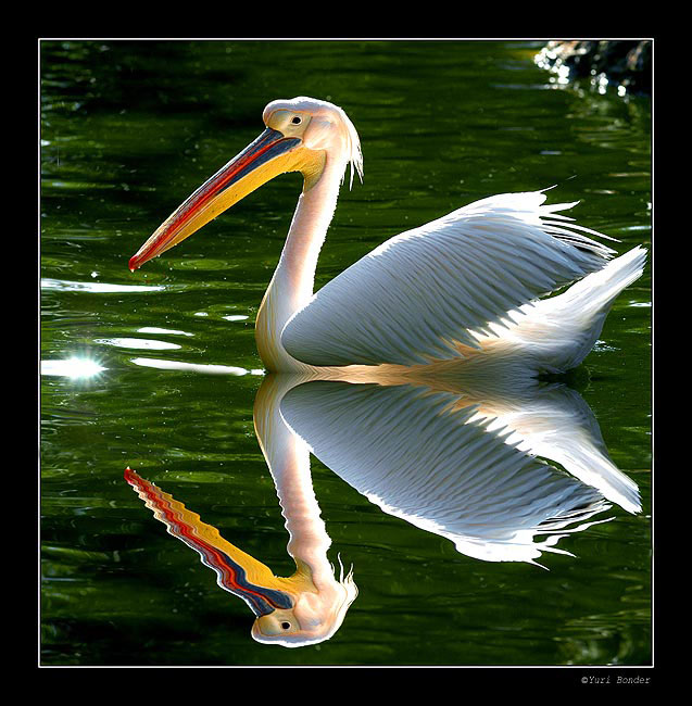  Pelikan