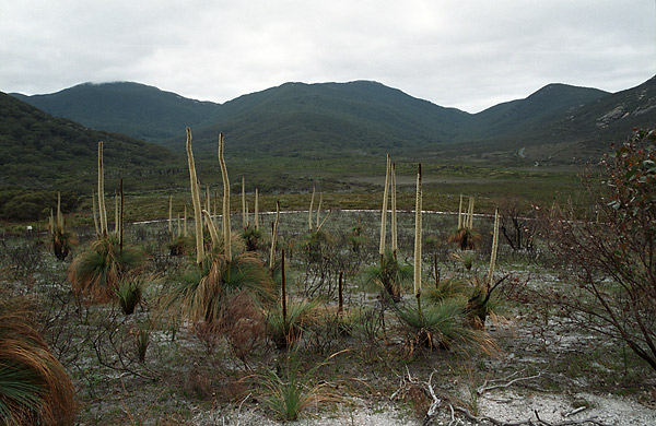    grass-trees