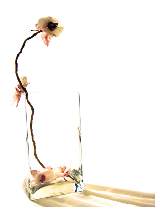  Glass&Plant