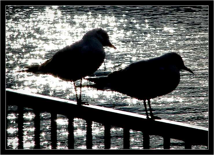  Birds: 