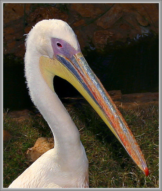   Simply PELIKANA