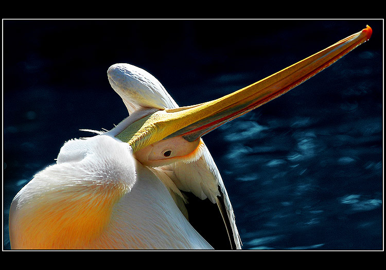  Under a Wing