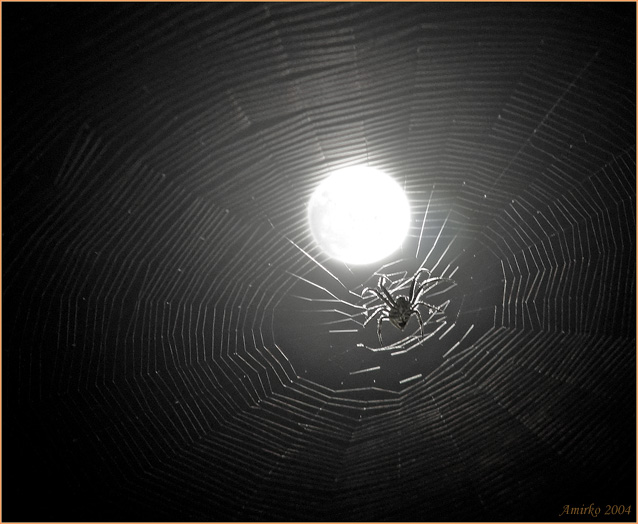  World Wide Web