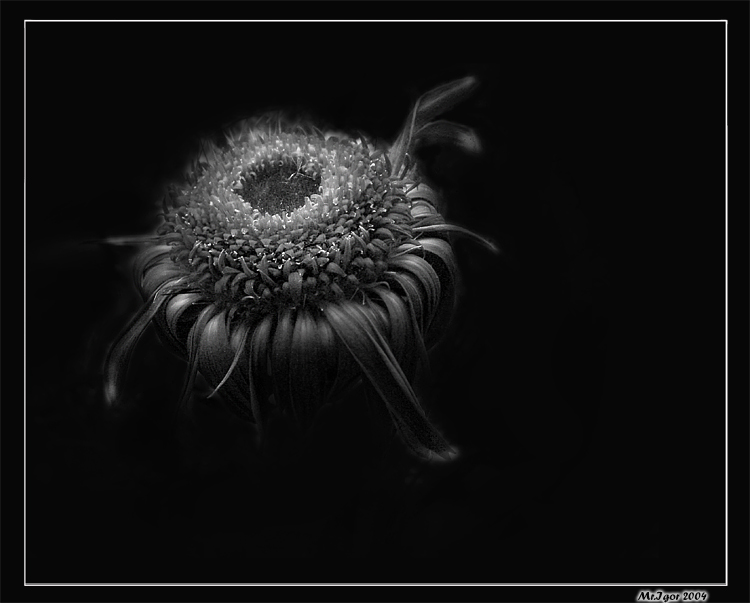 Dark etude 