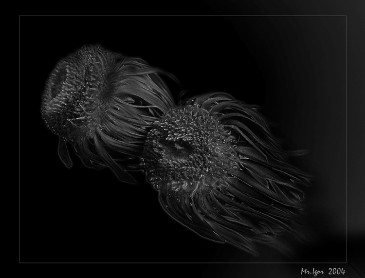  Aliens