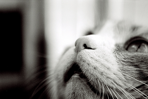  About cat