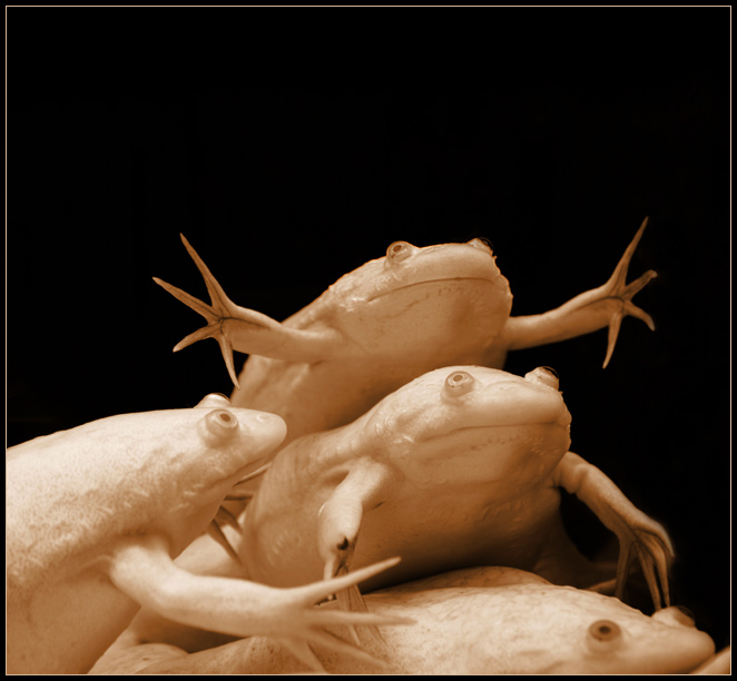  Xenopus I