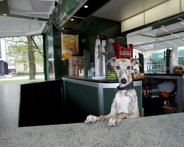  BarDog