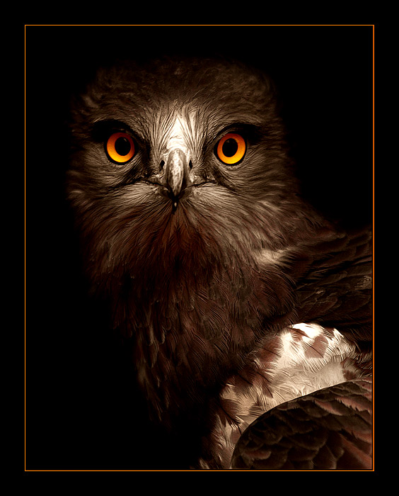  Portrait of a Proud Bird