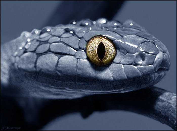  golden-eye snake