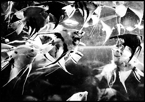  Fish II