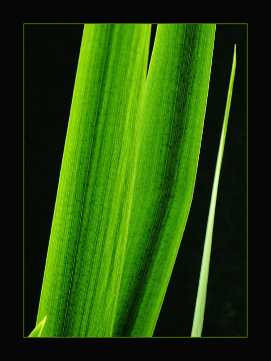  Deep Green