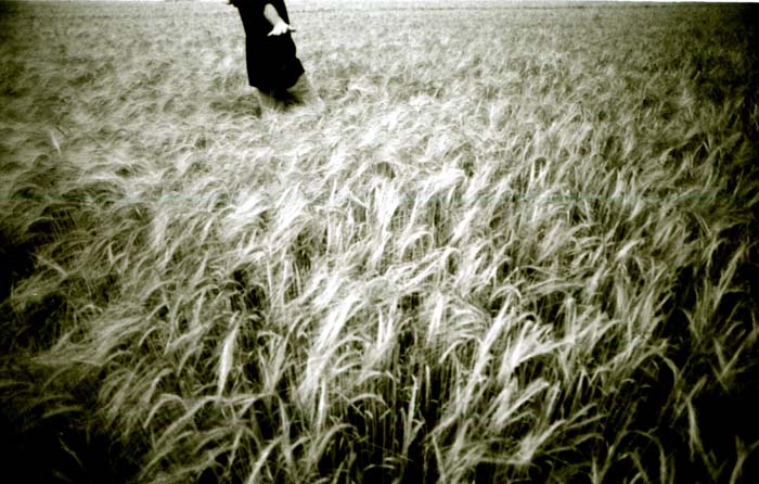  with the wind