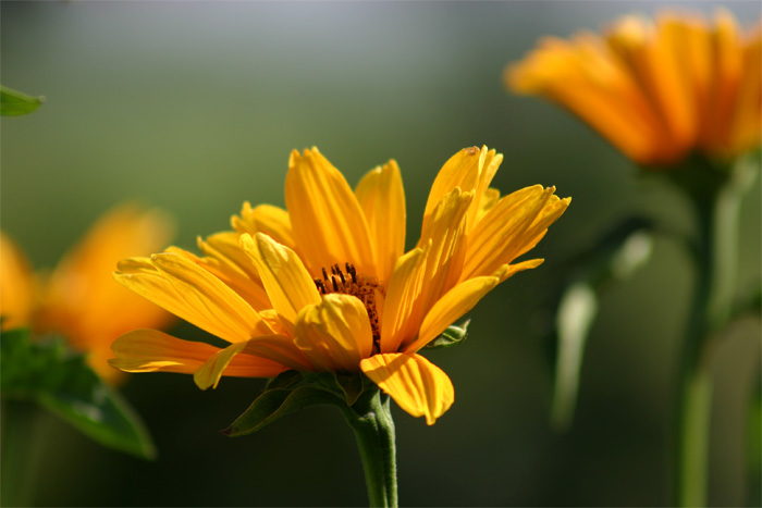  orange dream