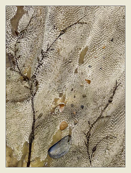  seaweed texture