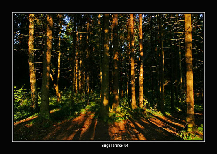  Summer morning forest.
