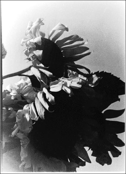  bw sunflowers