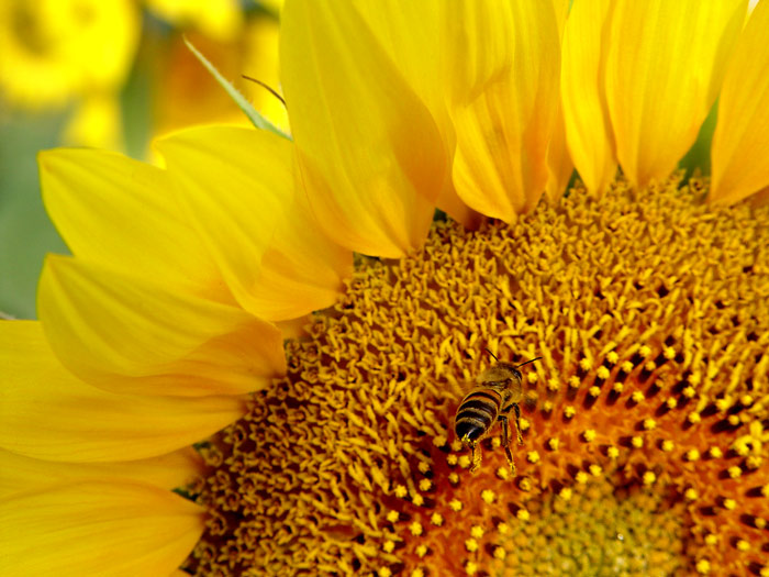  bee(<100)