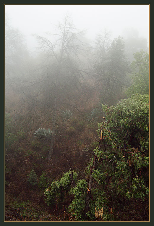  Fog