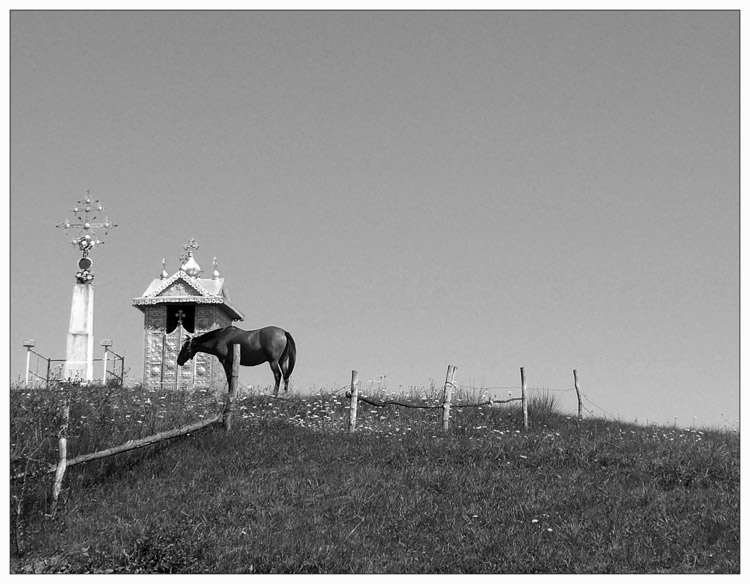  konik