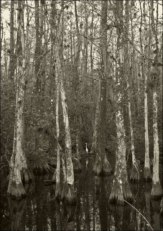  Big Cyprus Creek