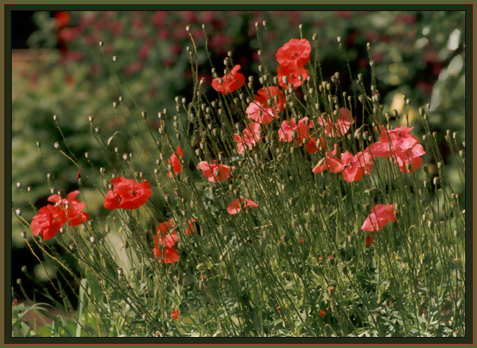  Summer. (impression)