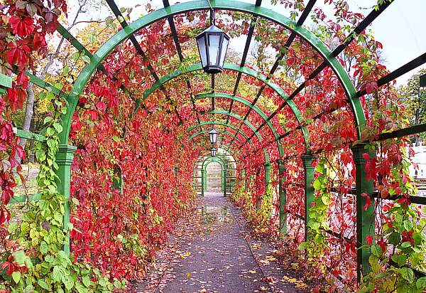  Autumn leaves