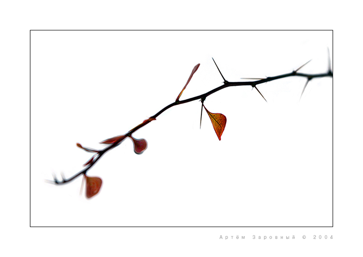  Winter in the Japanese style