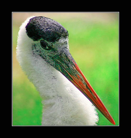  THE KENNERET BIRD