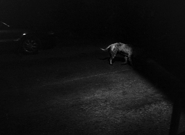  Ghost Dog