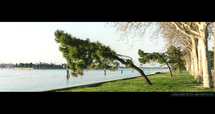  Oblique