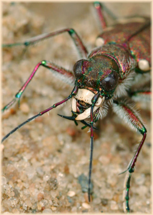   (Cicindela)