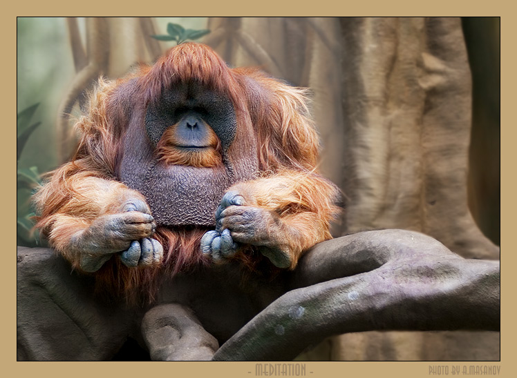  meditation