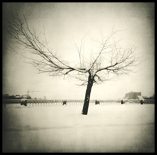  Vyborg. Tree