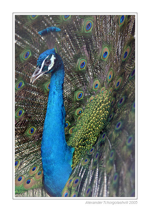  Indian Pea fowl