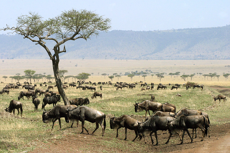  Migration 2