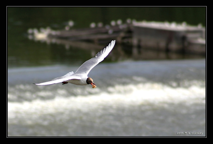  The Catch.