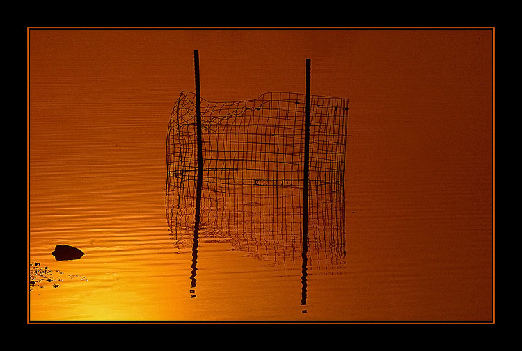  Golden Morning