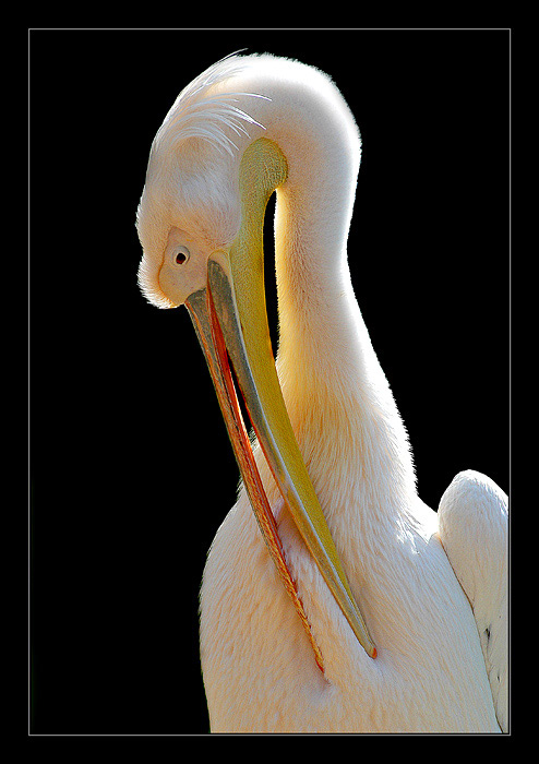  Elegant. 