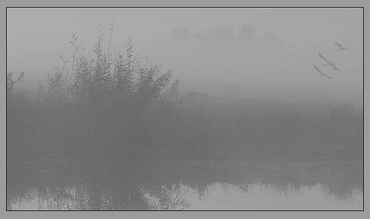  Foggy Morning