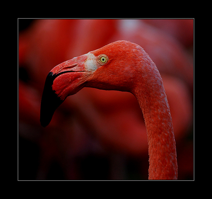  Only Red