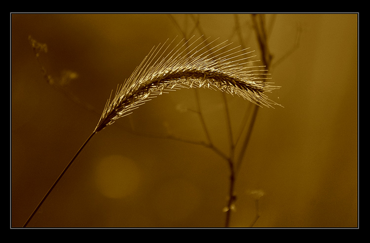  Golden Morning