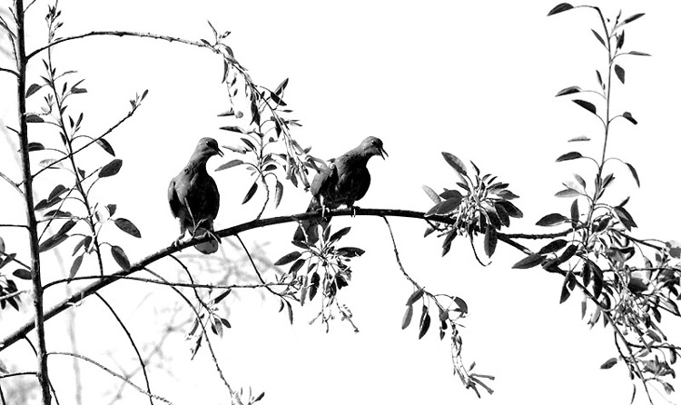  For the birds
