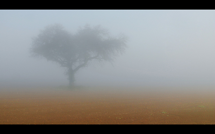  Old Tree in a Fog